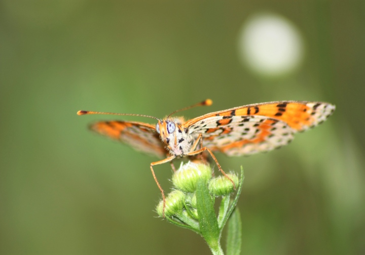 melitae dydima: conferma ID